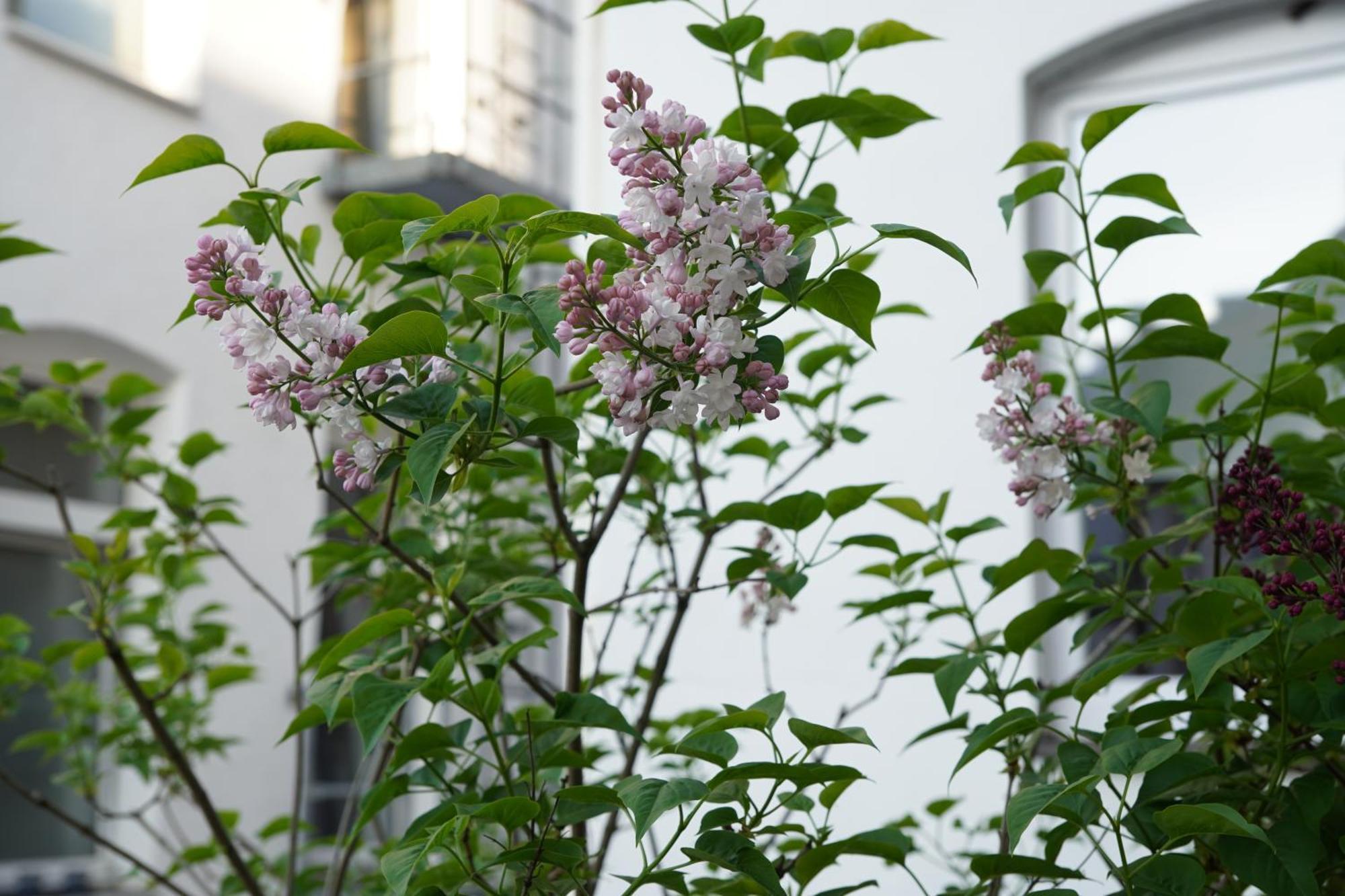 Bright, Spacious Apartment With A Lovely Terrace In The Heart Of Aquisgrano Exterior foto